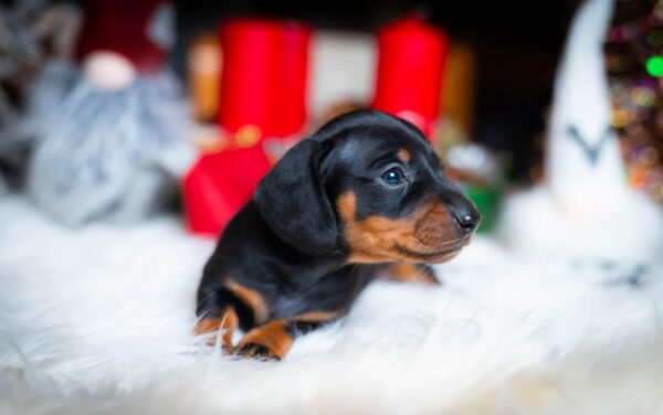 Lenny Miniature Dachshund Lenny Miniature Dachshund