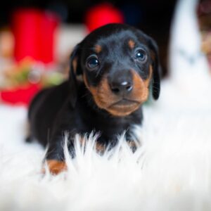 Lenny Miniature Dachshund Lenny Miniature Dachshund