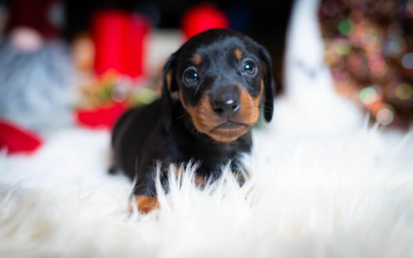 Lenny Miniature Dachshund Lenny Miniature Dachshund