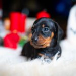 Lenny-male-miniature-dachshund-puppy-for-sale-1 (3)