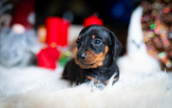 Lenny Miniature Dachshund Lenny Miniature Dachshund