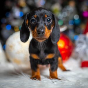 Lenny Miniature Dachshund Lenny Miniature Dachshund