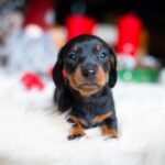 Lenny-male-miniature-dachshund-puppy-for-sale-1 (4)