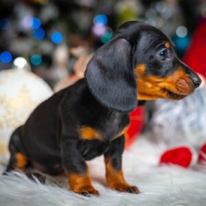 Lenny Miniature Dachshund Lenny Miniature Dachshund