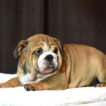 Leo-male-English-bulldog-puppy-for-sale-1 (1)