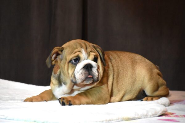 Leo English Bulldog Leo English Bulldog