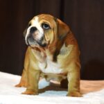 Leo-male-English-bulldog-puppy-for-sale-1 (2)