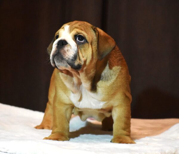 Leo English Bulldog Leo English Bulldog