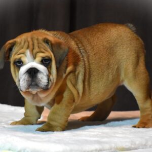 Leo English Bulldog Leo English Bulldog
