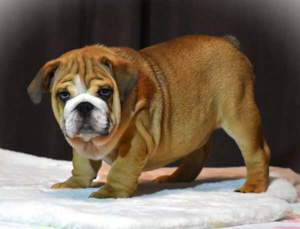 Leo English Bulldog Leo English Bulldog