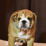 Leo-male-English-bulldog-puppy-for-sale-1 (4)
