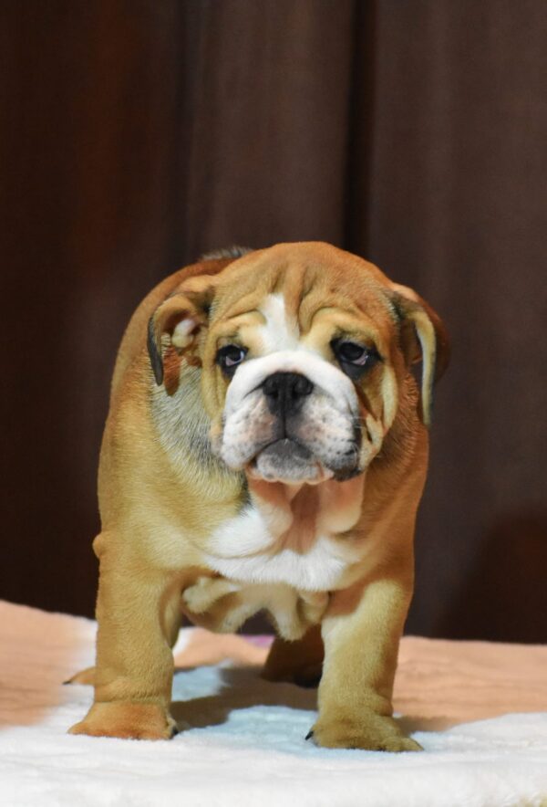 Leo English Bulldog Leo English Bulldog