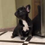 Lily-female-french-bulldog-puppy-for-sale-1 (1)