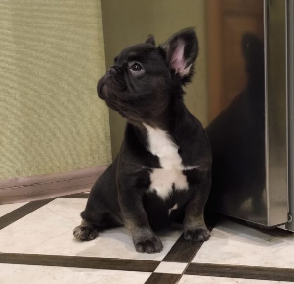 Lily Fluffy French Bulldog Lily Fluffy French Bulldog