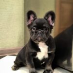 Lily-female-french-bulldog-puppy-for-sale-1 (2)