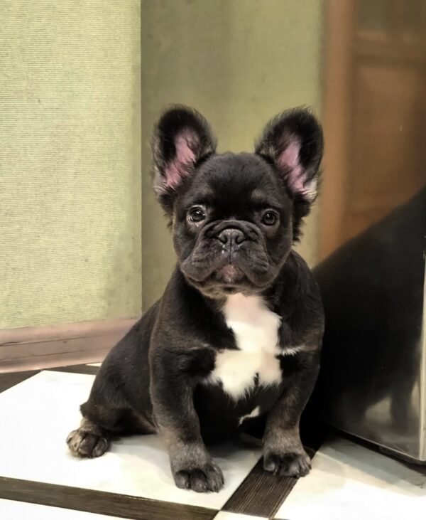 Lily Fluffy French Bulldog Lily Fluffy French Bulldog