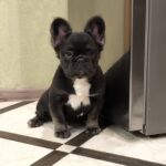 Lily-female-french-bulldog-puppy-for-sale-1 (3)