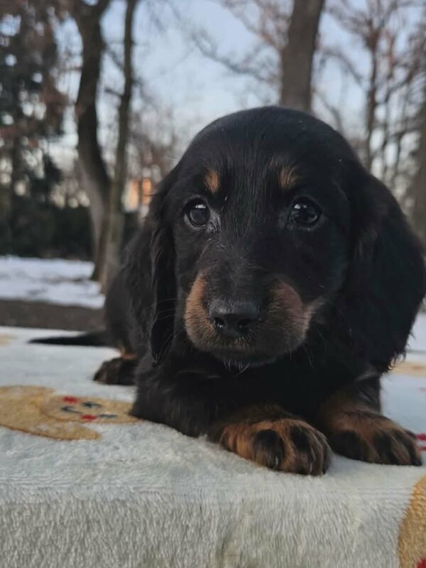 Lily Miniature Dachshund Lily Miniature Dachshund