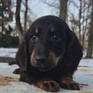 Lily Miniature Dachshund Lily Miniature Dachshund