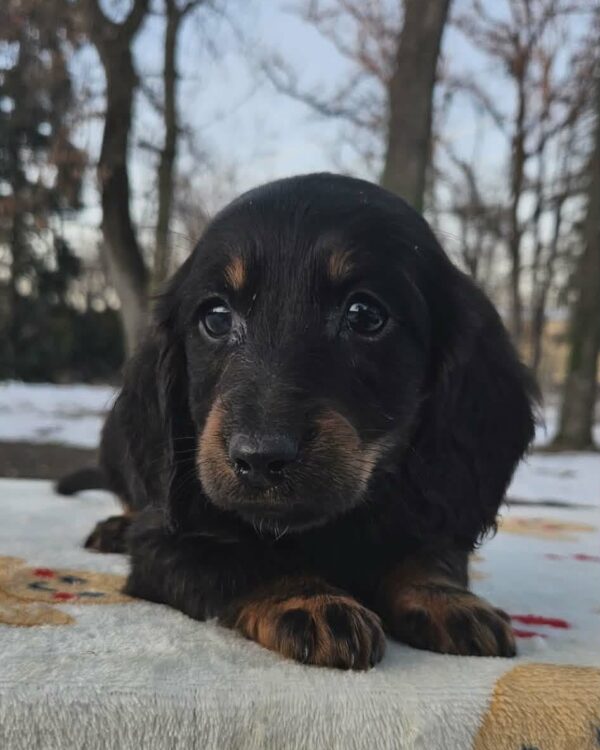 Lily Miniature Dachshund Lily Miniature Dachshund