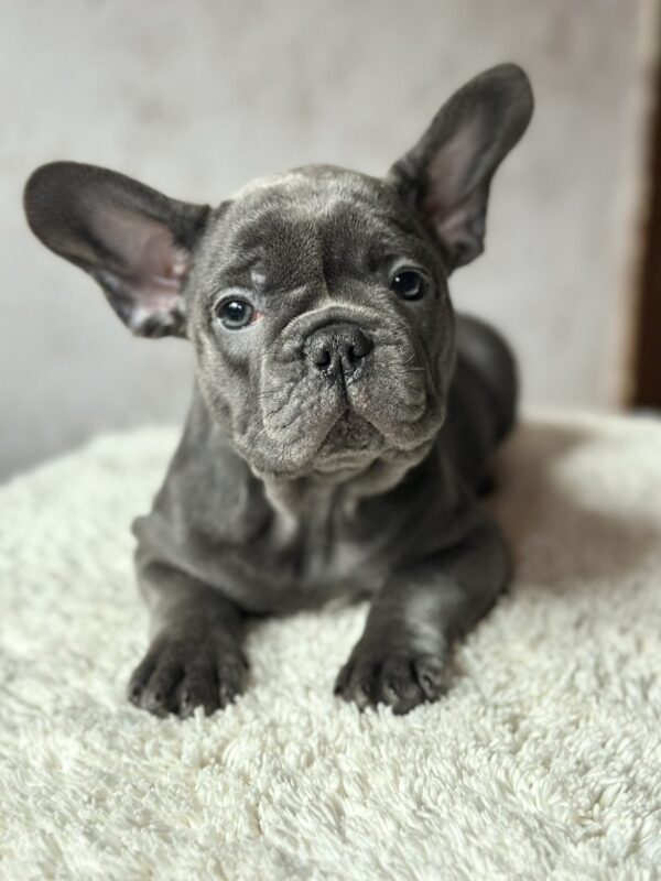 Lissa French Bulldog Lissa French Bulldog