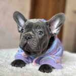 Lissa-female-french-bulldog-puppy-for-sale-1 (2)