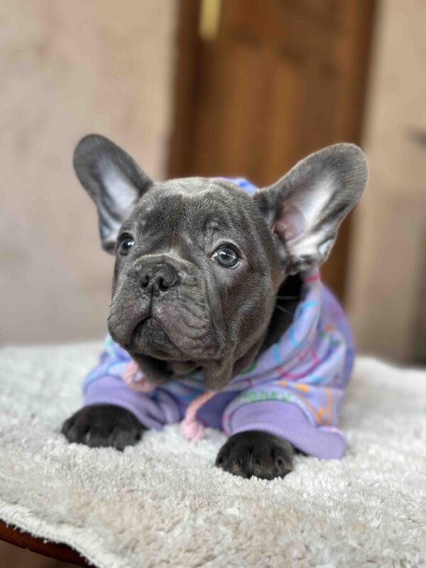 Lissa French Bulldog Lissa French Bulldog