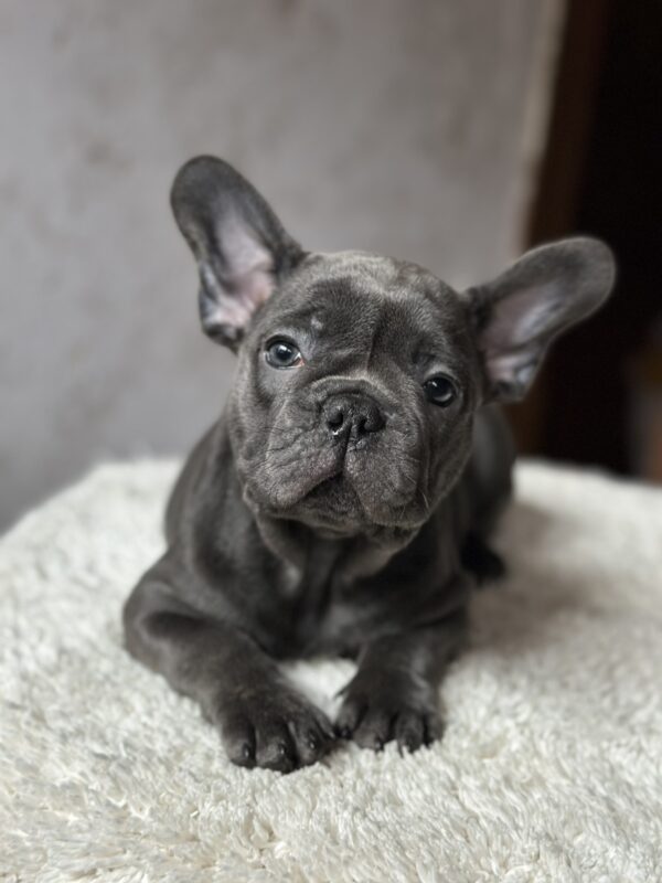 Lissa French Bulldog Lissa French Bulldog