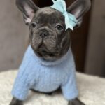 Lissa-female-french-bulldog-puppy-for-sale-1 (4)