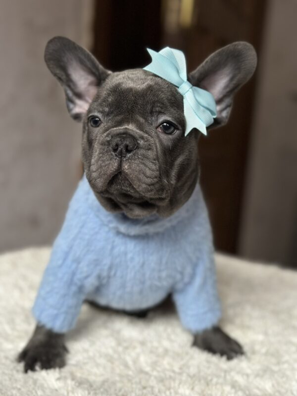 Lissa French Bulldog Lissa French Bulldog