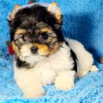 Locka-female-Biewer-puppy-for-sale-1