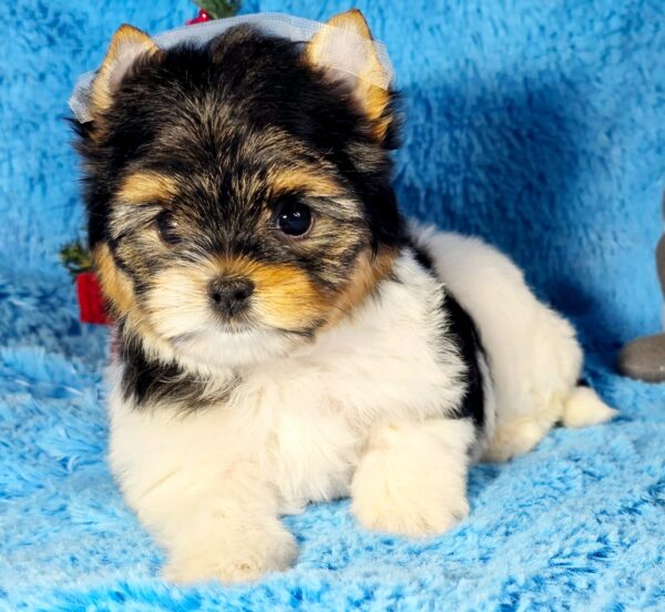 Locka Biewer Yorkshire Terrier Locka Biewer Yorkshire Terrier