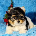 Locka-female-Biewer-puppy-for-sale-2