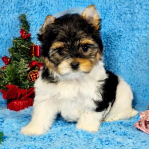 Locka Biewer Yorkshire Terrier Locka Biewer Yorkshire Terrier