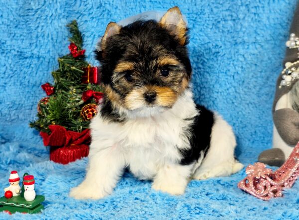 Locka Biewer Yorkshire Terrier Locka Biewer Yorkshire Terrier
