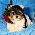 Locka-female-Biewer-puppy-for-sale-4