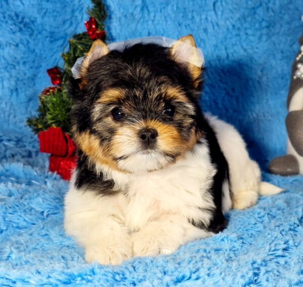 Locka Biewer Yorkshire Terrier Locka Biewer Yorkshire Terrier