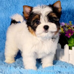 Lordy Biewer Yorkshire Terrier Lordy Biewer Yorkshire Terrier