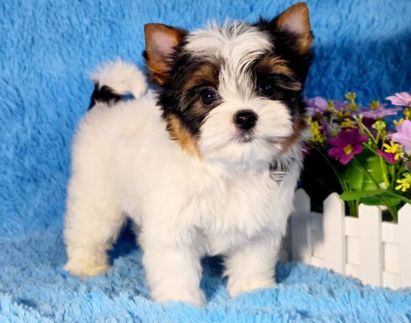 Lordy Biewer Yorkshire Terrier Lordy Biewer Yorkshire Terrier