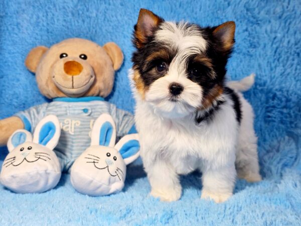 Lordy Biewer Yorkshire Terrier Lordy Biewer Yorkshire Terrier