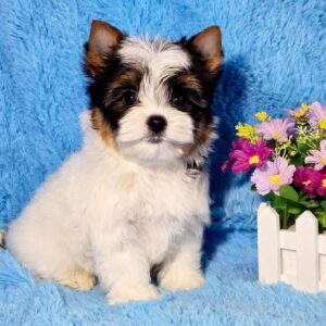 Lordy Biewer Yorkshire Terrier Lordy Biewer Yorkshire Terrier