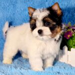 Lordy-male-Biewer-puppy-for-sale-4