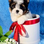 Lordy-male-Biewer-puppy-for-sale-5
