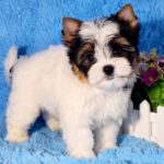 Lordy-male-Biewer-puppy-for-sale-6