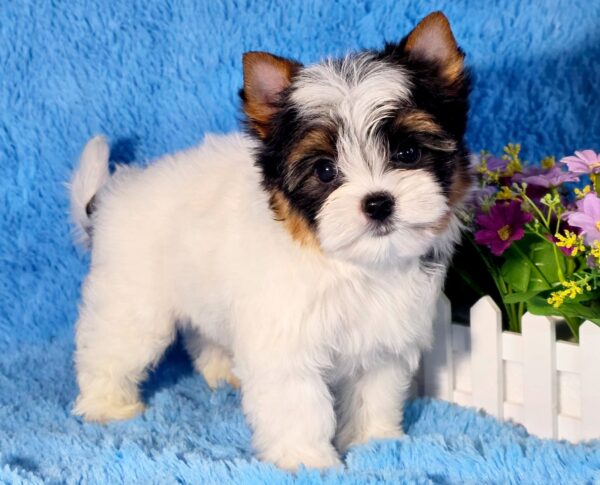 Lordy Biewer Yorkshire Terrier Lordy Biewer Yorkshire Terrier