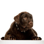 Louis-male-Labrador-Retriever-puppy-for-sale (1)