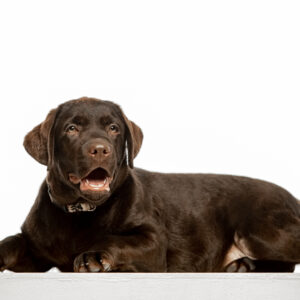 Louis Labrador Retriever Louis Labrador Retriever