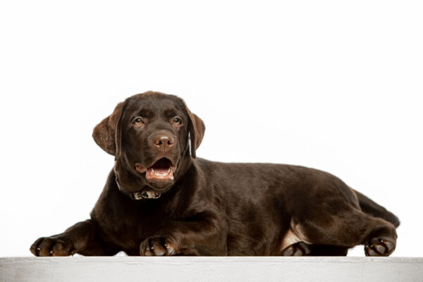 Louis Labrador Retriever Louis Labrador Retriever