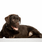 Louis-male-Labrador-Retriever-puppy-for-sale (3)