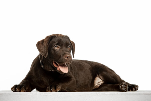 Louis Labrador Retriever Louis Labrador Retriever